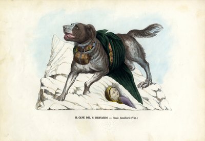 Dogs by Raimundo Petraroja